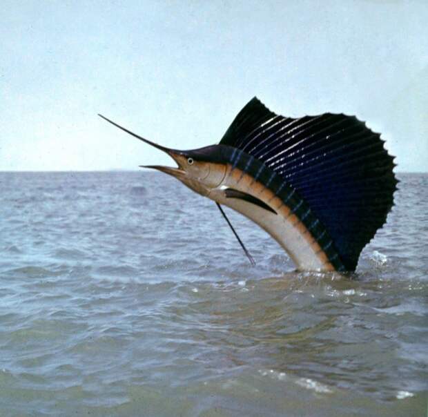 Трехметровый парусник - быстрая и очень красивая рыба