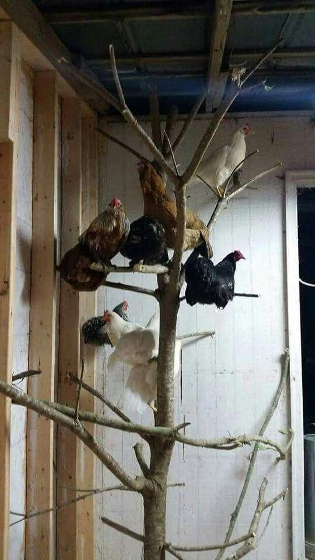 Chicken tree #chickencoop