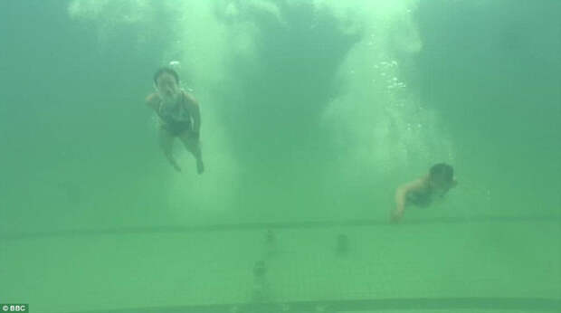Из-за этой зелени под водой спортсменов было почти не видно. Олимпиада 2016, бассейн, коты, плавание, сделай сам