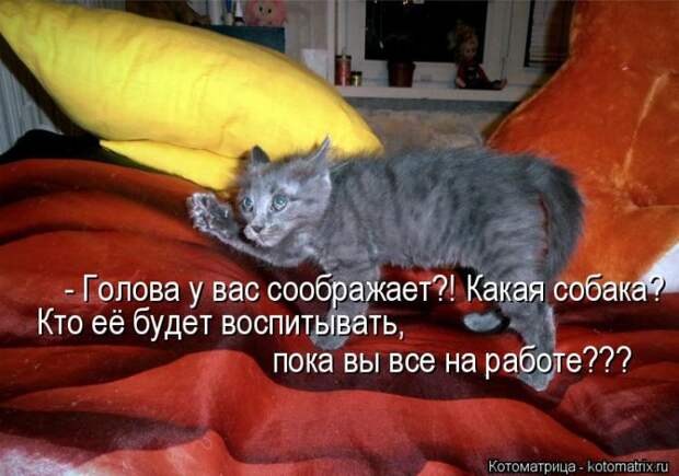 Лучшие котоматрицы недели (50 фото)