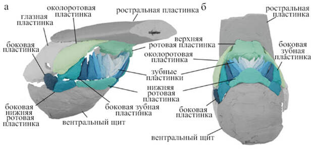 Рис. 3. Реконструкция ротового аппарата Rhinopteraspis dunensis