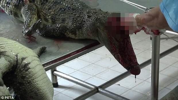 Жуткие кадры с вьетнамской фабрики: живых крокодилов насаживают на вертела, чтобы снять с них кожу видео, животные, крокодилы