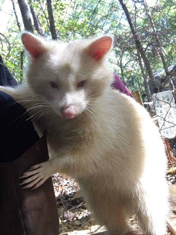 rescued-albino-raccoon-maxine-baird-new-hope-2