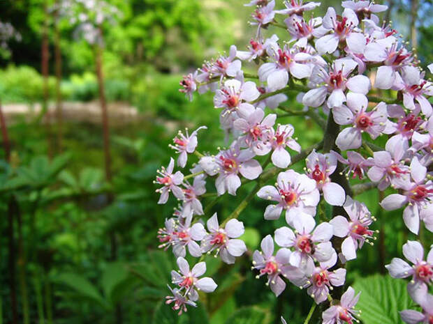 нежнорозовые цветы роджерсии