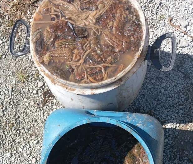 Браконьер из Владивостока получил срок за «морские огурцы»