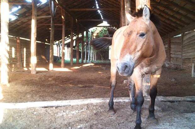 Чернобыльская зона отчуждения может стать спасением для диких лошадей Пржевальского