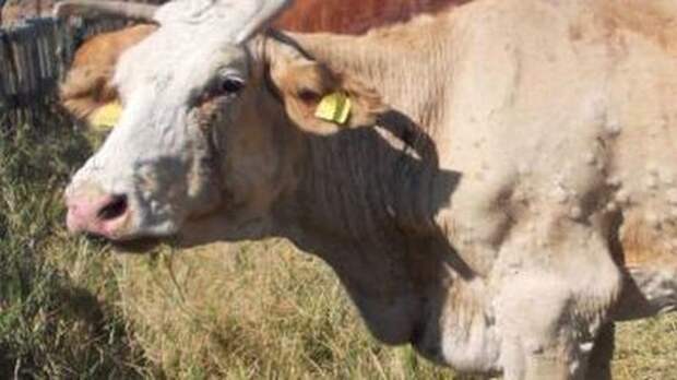 Госкомветеринарии Крыма информирует о необходимости соблюдения мер по профилактике заразного узелкового дерматита крупного рогатого скота на территории Республики Крым