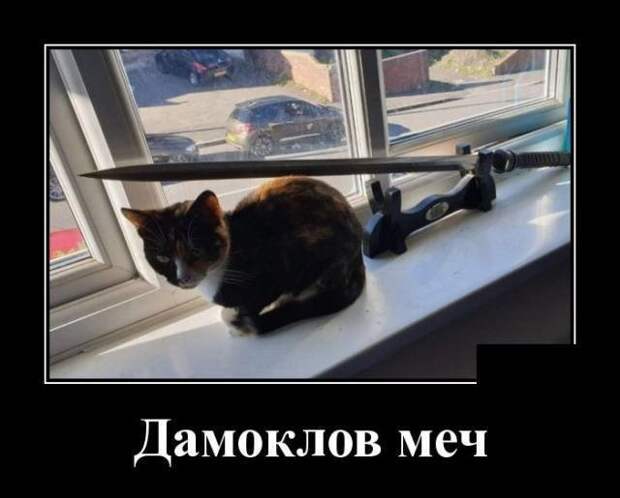 Кошачьи демотиваторы демотиваторы, коты, юмор