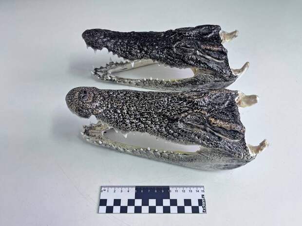 Россиянин привез из отпуска в Таиланде головы крокодилов и попал под статью