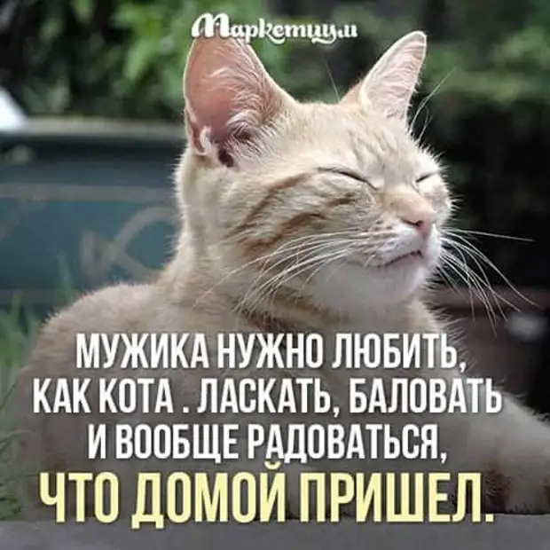 Мужиков надо любить. Парня нужно любить как кота. Мужика надо любить как кота. Мужчины как коты.