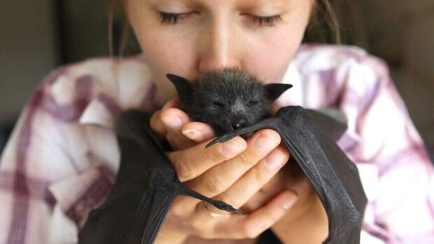 Домашние летучие мыши: почему закон против и к чему приводит содержание