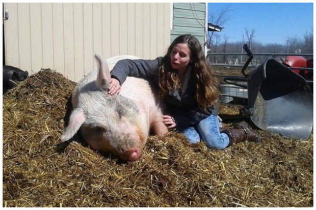 Эта девушка не пожалела денег и времени на то, чтобы спасти своего любимца доброта, дружба, свинья, ферма