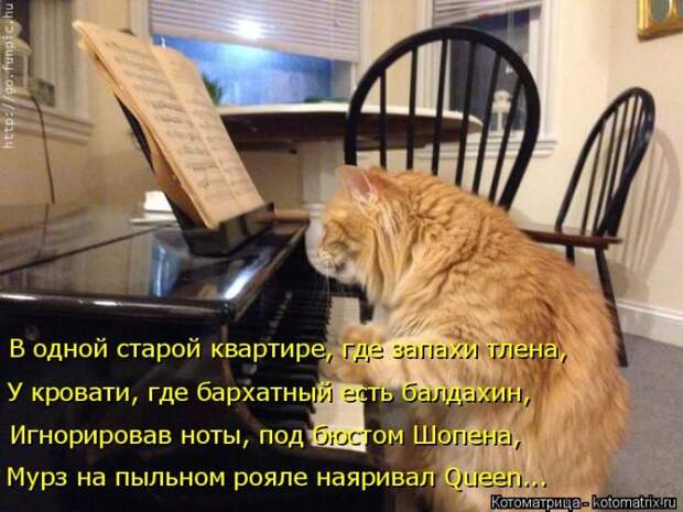 Лучшие котоматрицы недели (50 фото)
