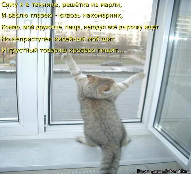 Лучшие котоматрицы недели (50 фото)
