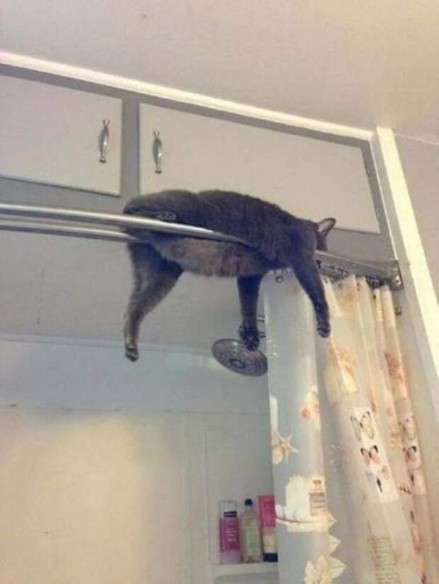 Забавные коты, которые застряли и встряли