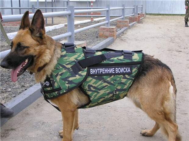 1_military_animal_01.jpg