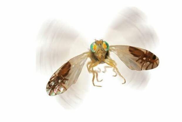 6. Мушка Goniurellia tridens отпугивает врагов нарисованными на крыльях муравьями Скарабей, жуки, крылья, муха, насекомые, стрекоза, факты