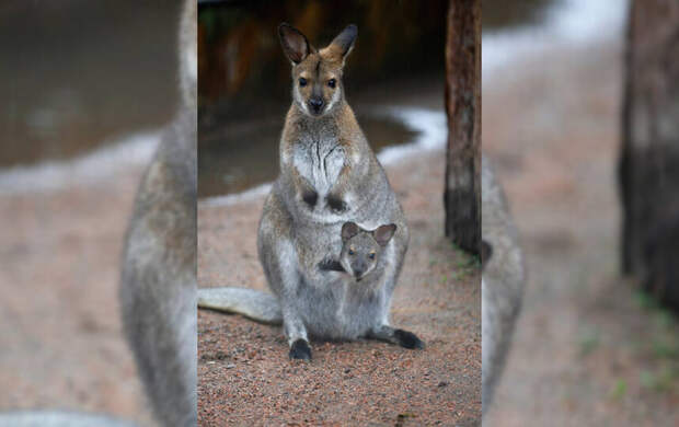 В Ленинградском зоопарке посетители смогут увидеть шестимесячных кенгурят