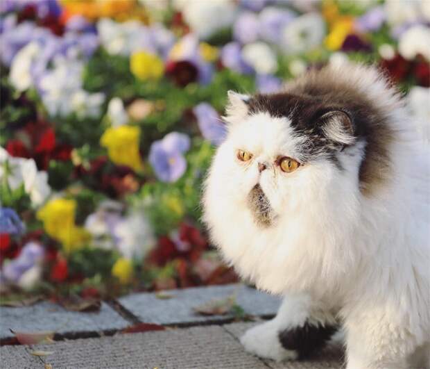 кот гуляет