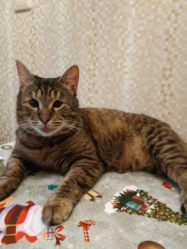 кошка на кровати