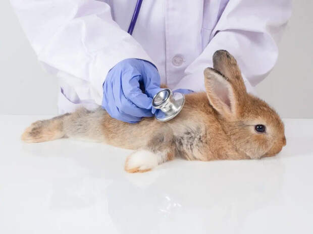 Герой из Волгореченска: костромич спас зайчонка весом со смартфон от стаи ворон