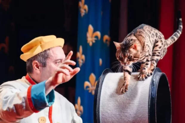 Эксперт СМИ2 рассказал, какая помощь нужна фронтовым котам