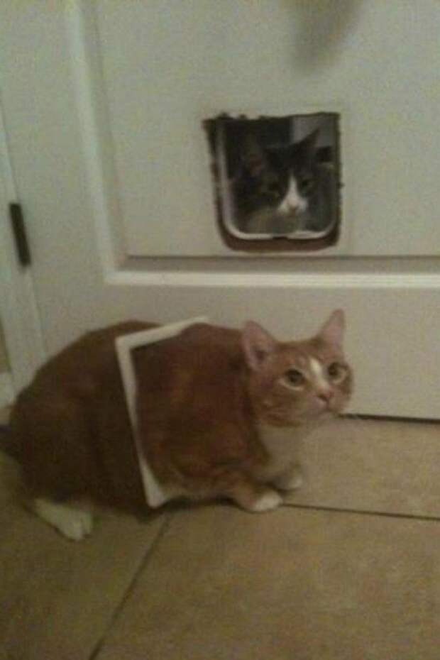 Забавные коты, которые застряли и встряли