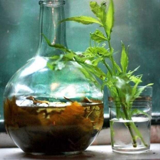 Индийский эликсир долголетия.