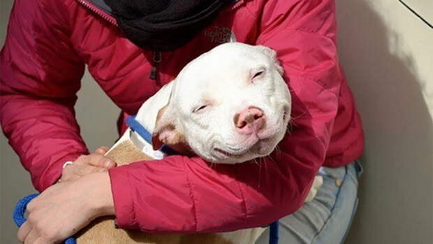 adopted-dogs-first-day-home78