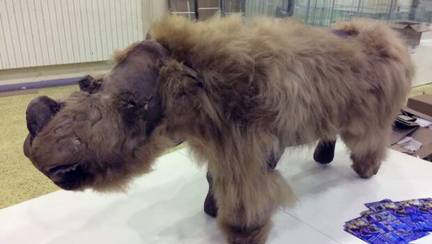 Ученые усомнились, что древние жители Евразии уничтожили шерстистых носорогов