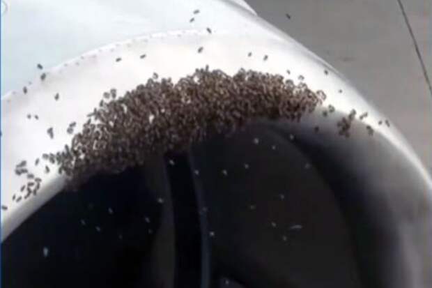 UPI: в США рой чел облепил двигатель самолета, задержав рейс