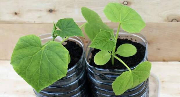 Каждый год использую способ выращивания раннего урожая огурцов и уже в мае срываю первые плоды