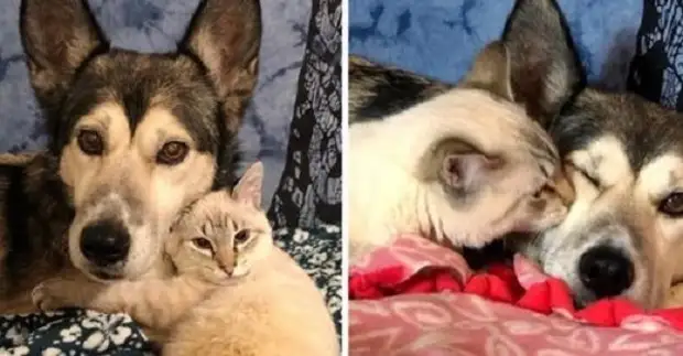 Котёнок, который не может ходить, нашёл самую лучшую маму в лице хаски и научился ездить