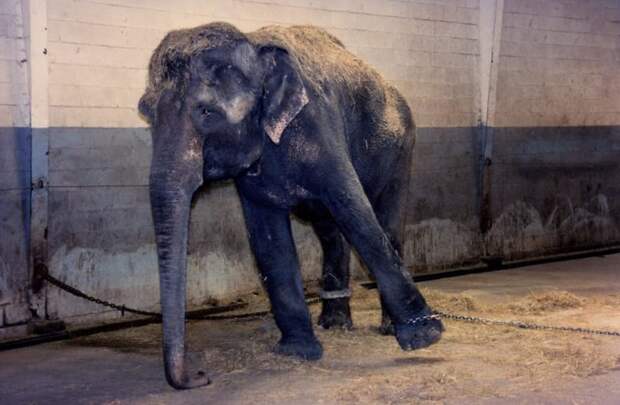 13. Этот слон прикован и обречен на малоподвижность жалко((, жестокое обращение, защита прав животных, цирк