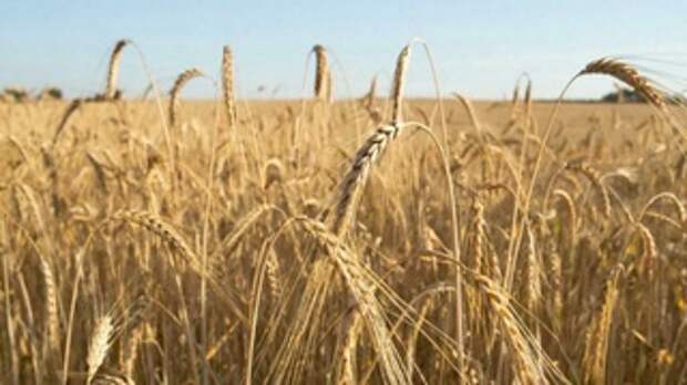 Поле с рожью / Фото: создано в нейросети