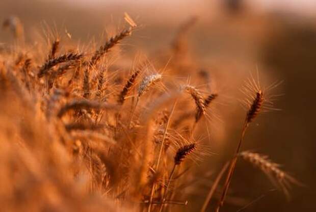 Ears of wheat are seen during sunset in a field in Thun-L'Eveque, France, July 22, 2021. Picture taken July 22, 2021. REUTERS/Pascal Rossignol 