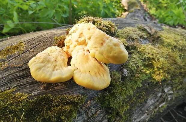 В лесах России начался сезон «куриных грибов». Знаете ли вы о таких