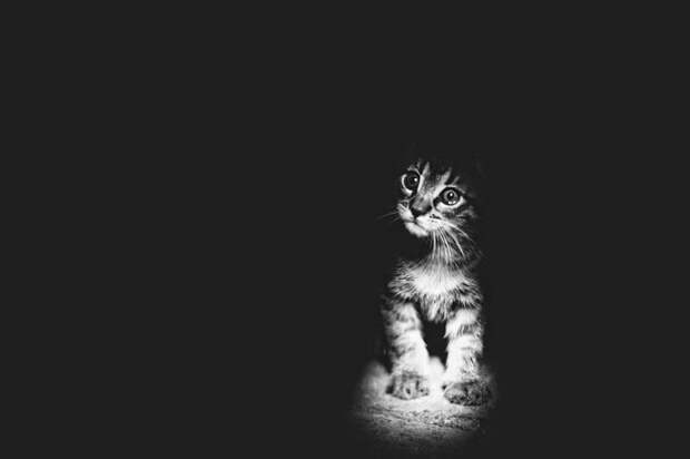 Кошачий мир Monika Małek