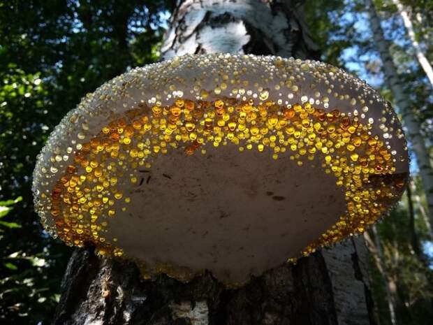 Номинация «Мобильное фото». «Космический гриб». Древесный гриб, покрытый росой. Автор Игорь Улитин