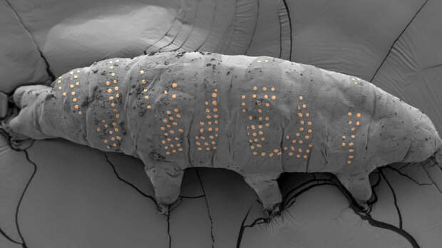 Лучшие научные снимки 2025 года 
