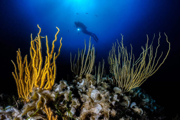 Аквалангист и подводная растительность
