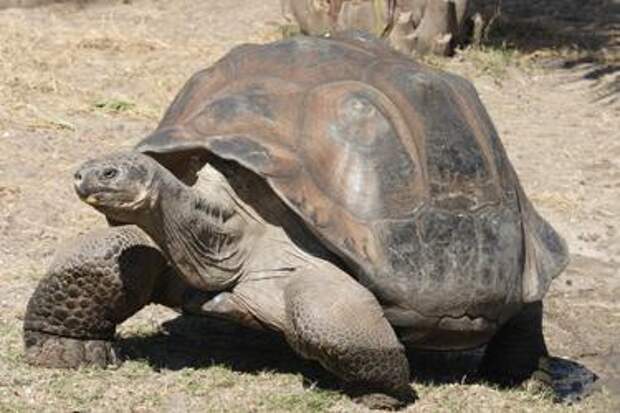 Самая старая в мире черепаха. История жизни