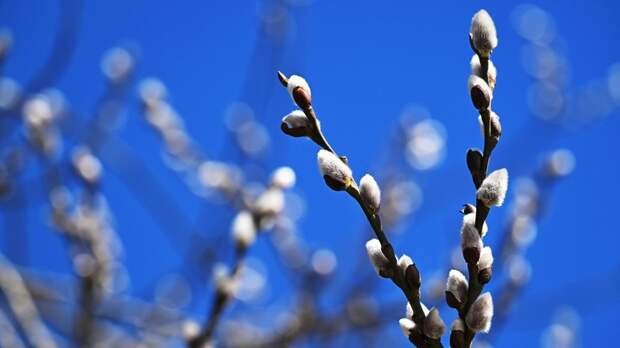 Весеннее равноденствие наступит в северном полушарии Земли 20 марта