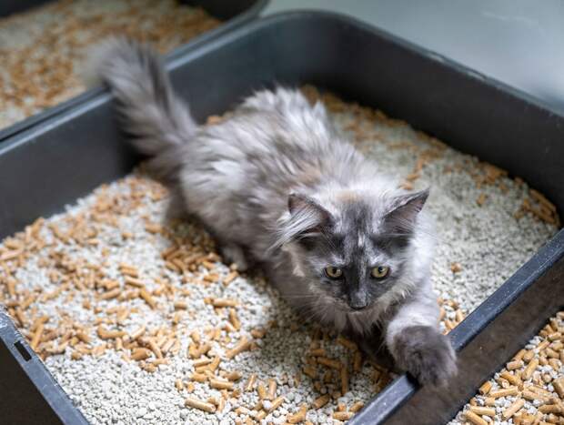 Власти предложили жителям Киева ходить в туалет в кошачьи лотки