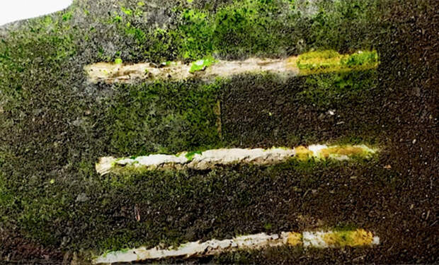 3 Что будет с землей если в нее закопать сигареты