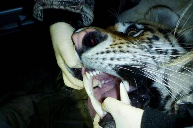 Осмотр тигра показал, что это взрослый самец, примерно 4-5 лет. Фото: АНО «Центр по изучению и сохранению популяции амурского тигра» 