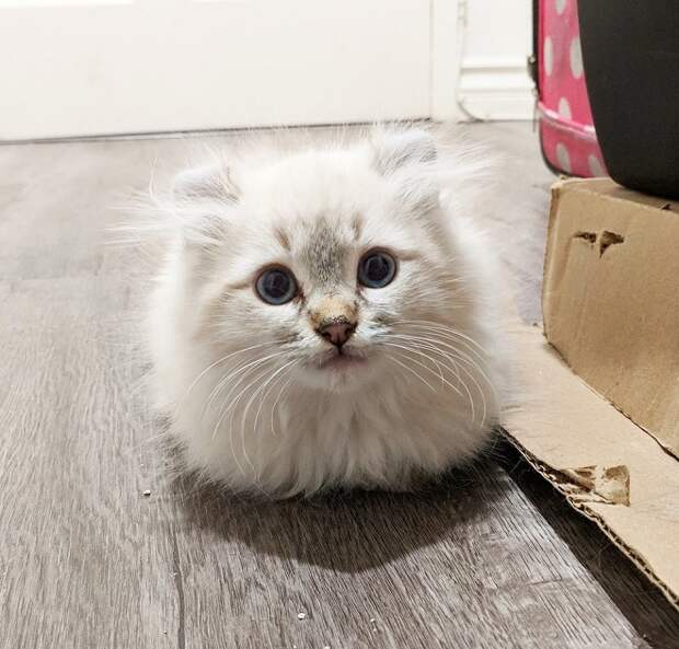 Котенок лежит