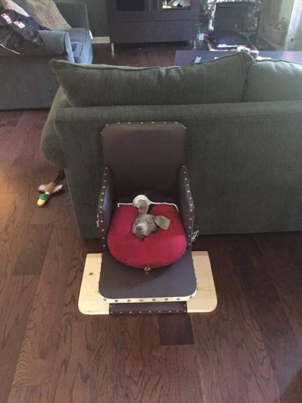 Особенная собака Тинк может питаться лишь сидя в специальном стульчике