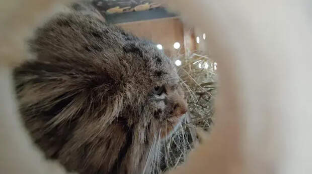 Манул Пепе из Барнаула отправилась в Петербург к жениху