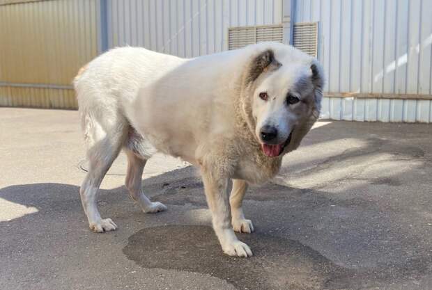 Похудевшему 100-килограммовому псу из Нижнего Новгорода ищут новый дом